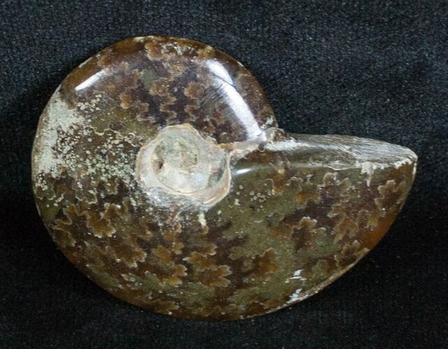 Inch Polished Ammonite From Madagascar #3669